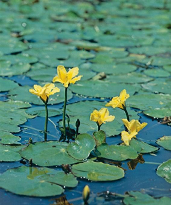 Nymphoides peltata - pot 11x11 cm afbeelding