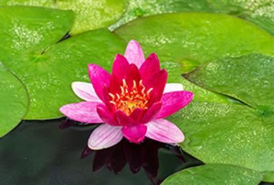 Nymphaea'Pygmaea Rubra'- pot 3L afbeelding