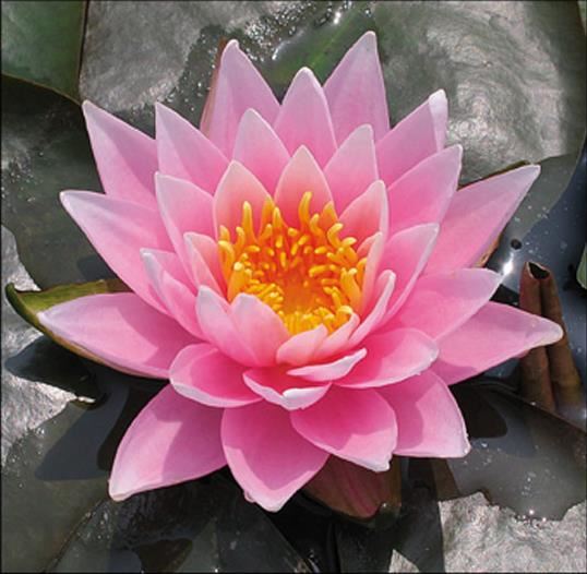 Nymphaea'Rose Arey'- pot 11x11 cm afbeelding