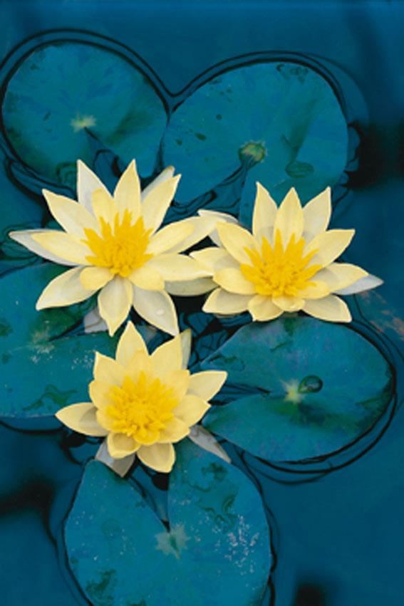 Nymphaea'Sulphurea'- pot 3L afbeelding