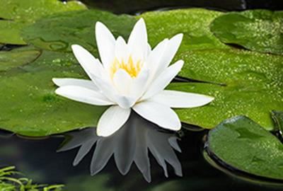 Nymphaea tetragona - pot 11x11 cm afbeelding