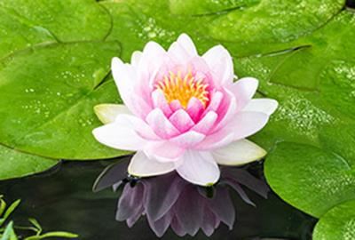 Nymphaea'Madame Wilfron Gonnère'- pot 3L afbeelding