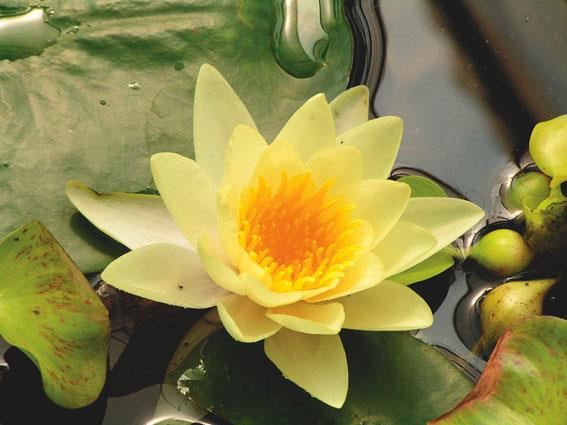 Nymphaea'Yellow Sensation'- pot 11x11 cm afbeelding