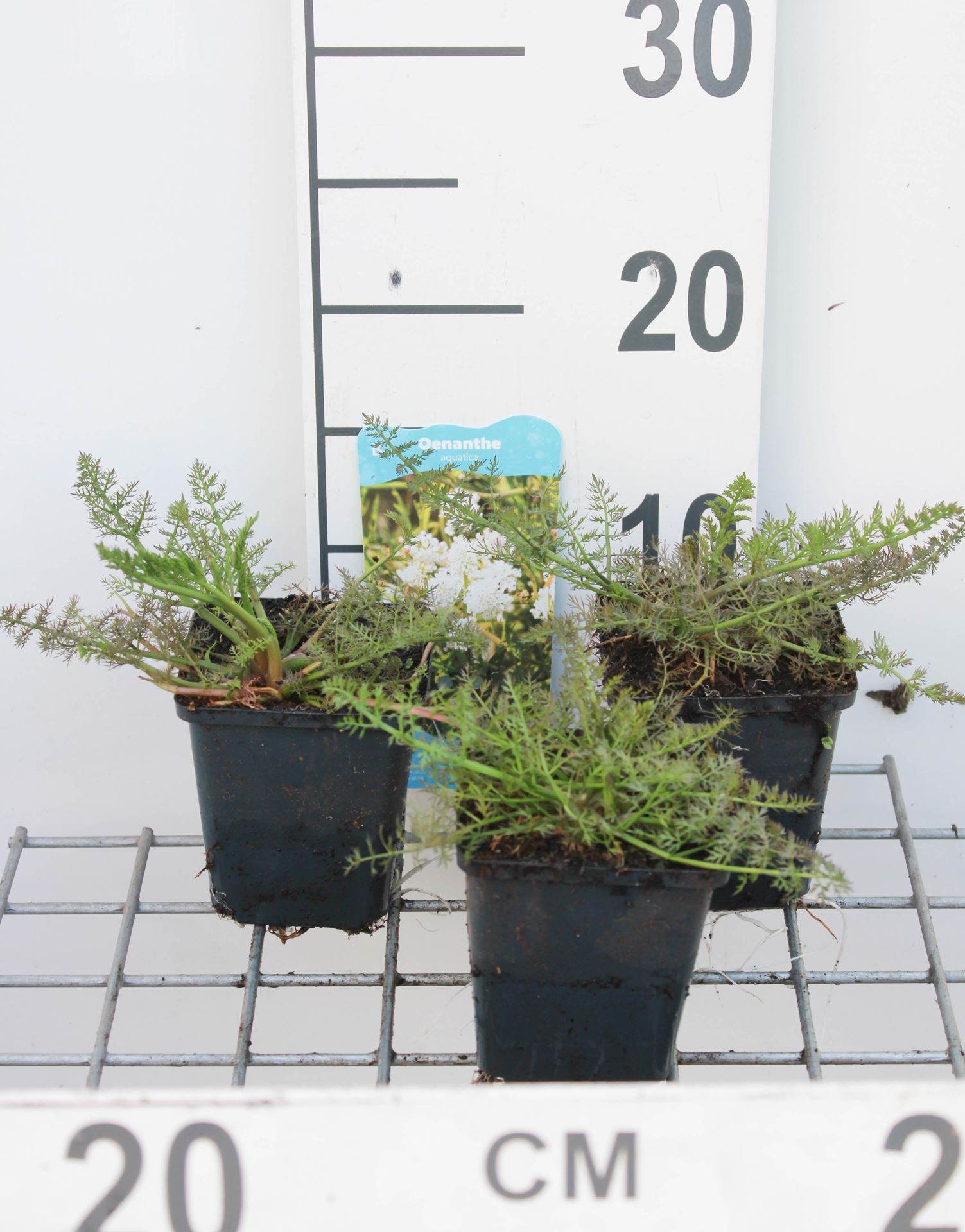Oenanthe aquatica - pot 9x9 cm - afbeelding