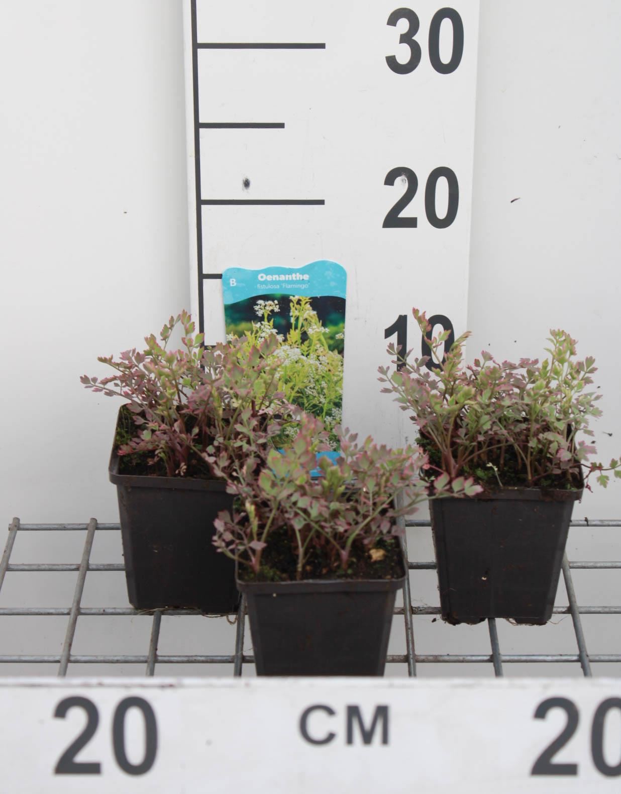 Oenanthe fistulosa'Flamingo'- pot 9x9 cm afbeelding