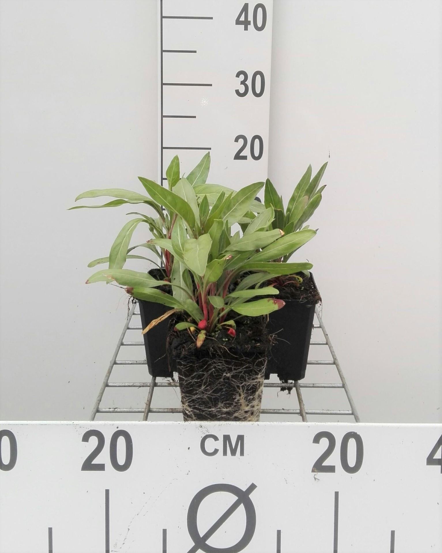 Oenothera macrocarpa - pot 9x9 cm - Teunisbloem afbeelding