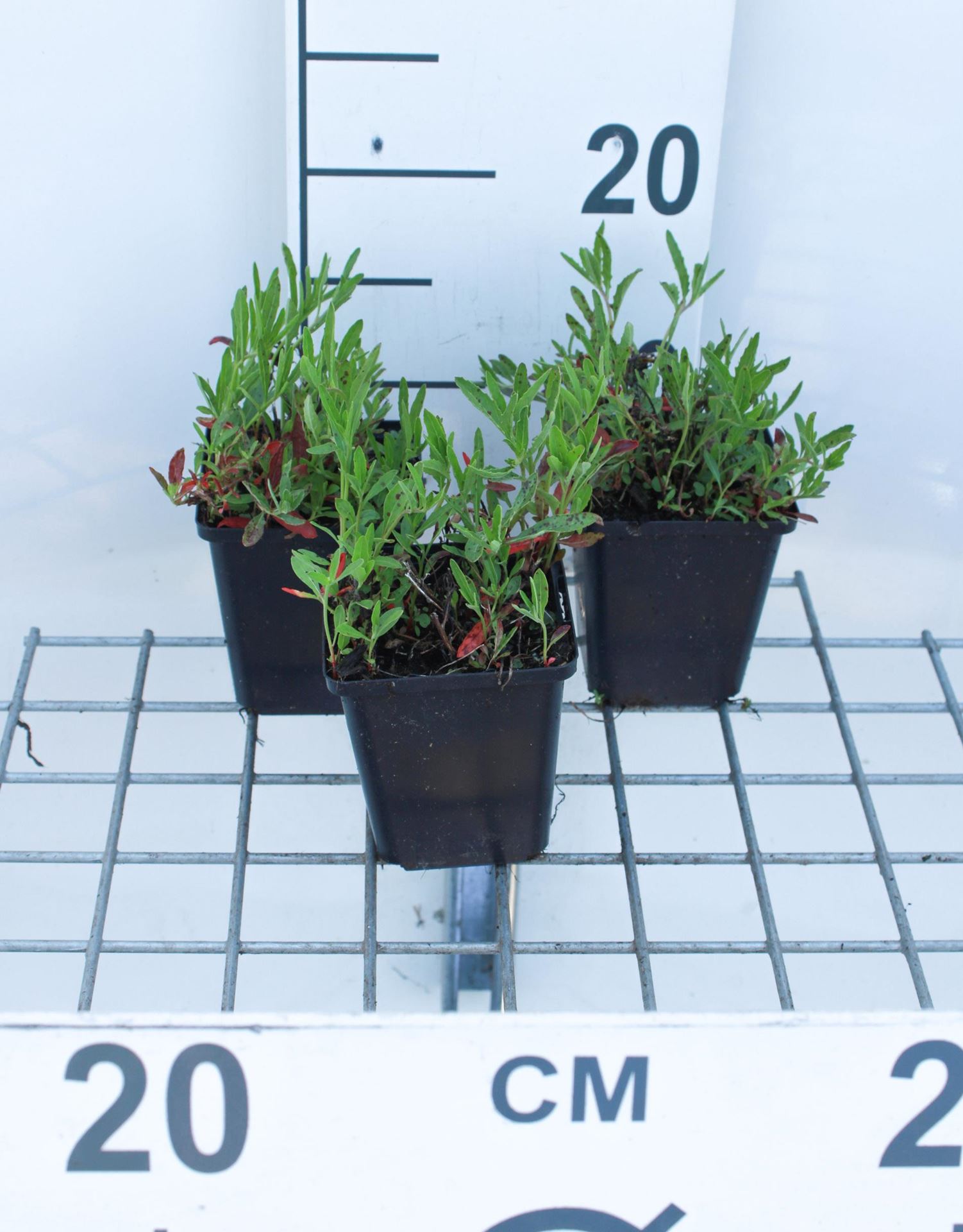 Oenothera speciosa'Siskiyou'- pot 9x9 cm - Teunisbloem afbeelding