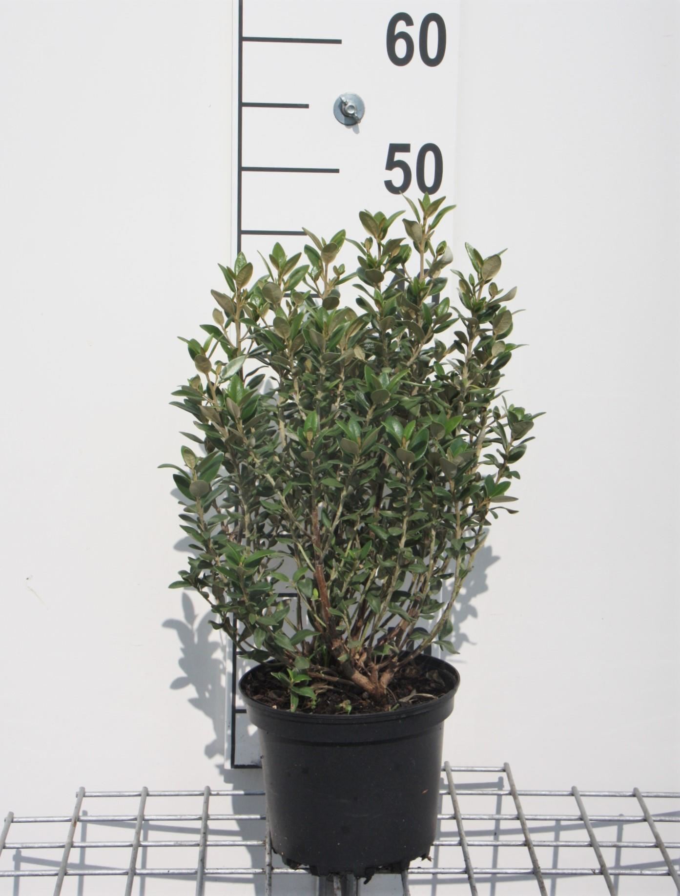 Olearia x haastii - pot - 30-40 cm -