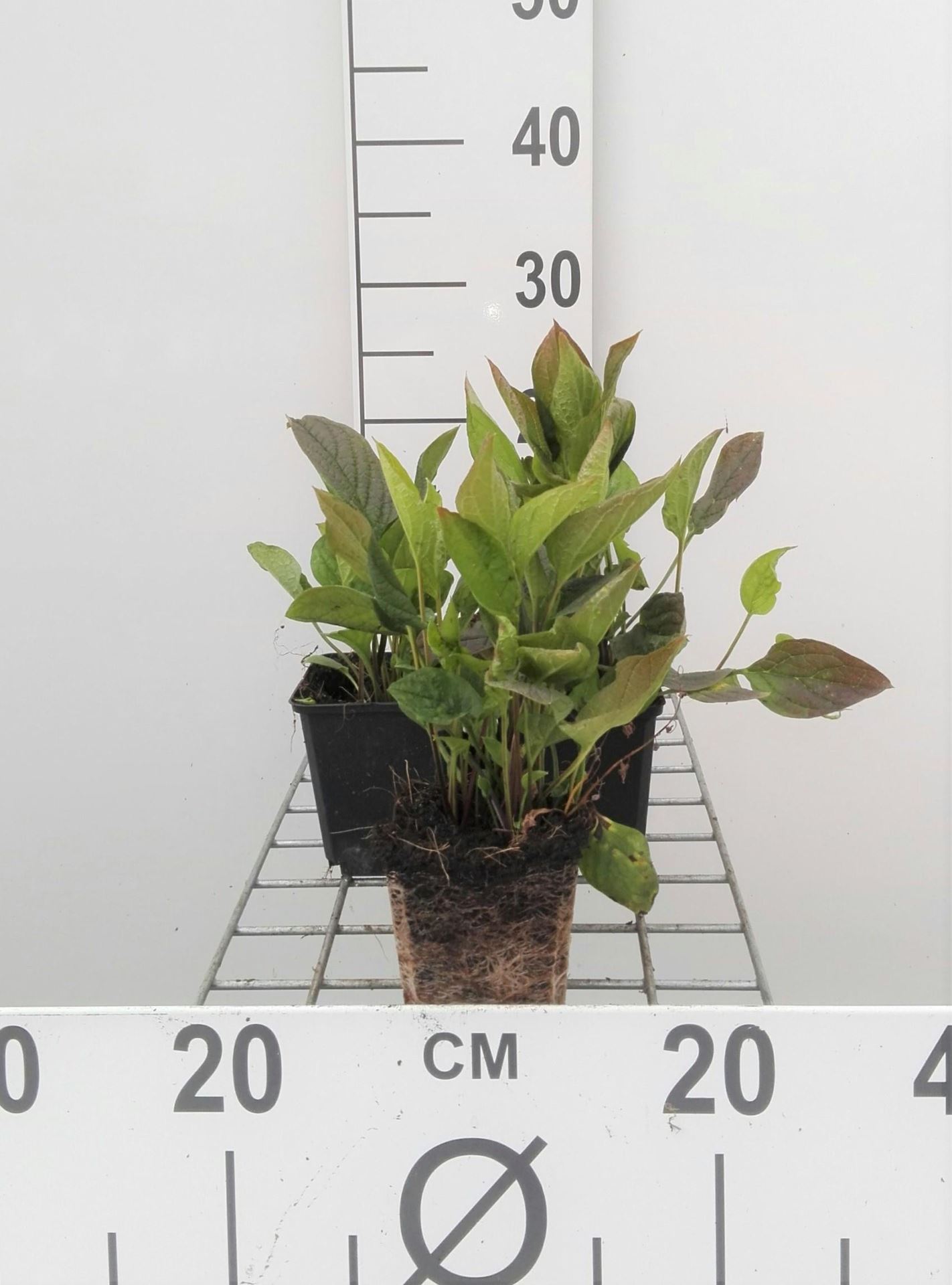 Omphalodes verna - pot 9x9 cm