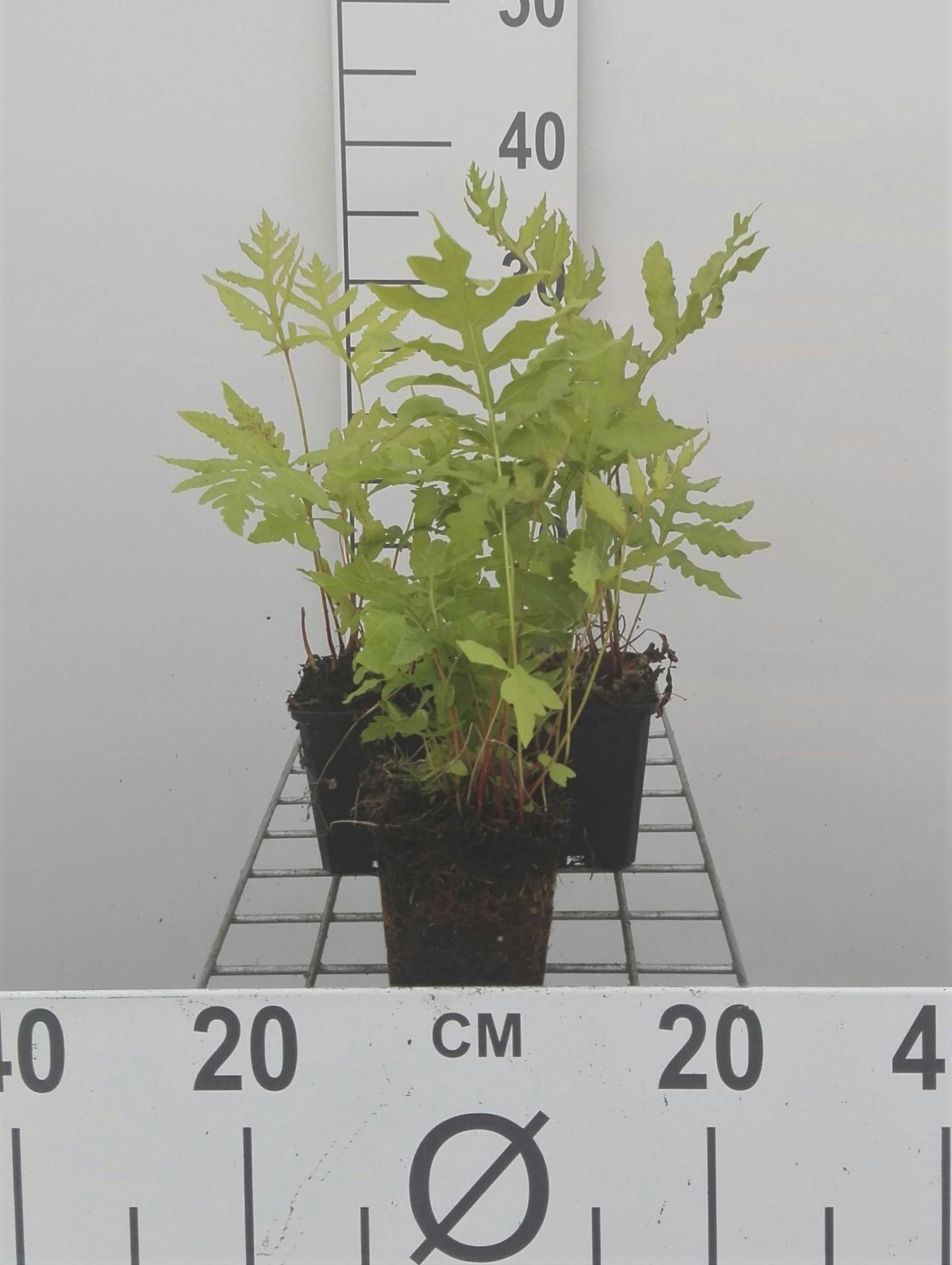 Onoclea sensibilis - pot 9x9 cm afbeelding