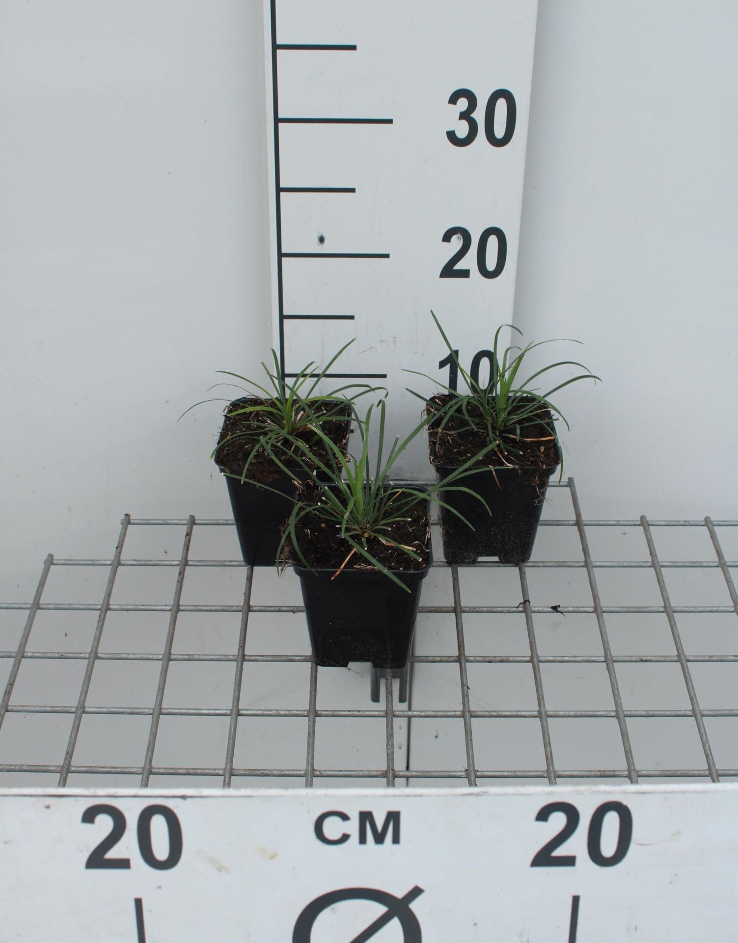 Ophiopogon japonicus'Minor'- pot 9x9 cm afbeelding