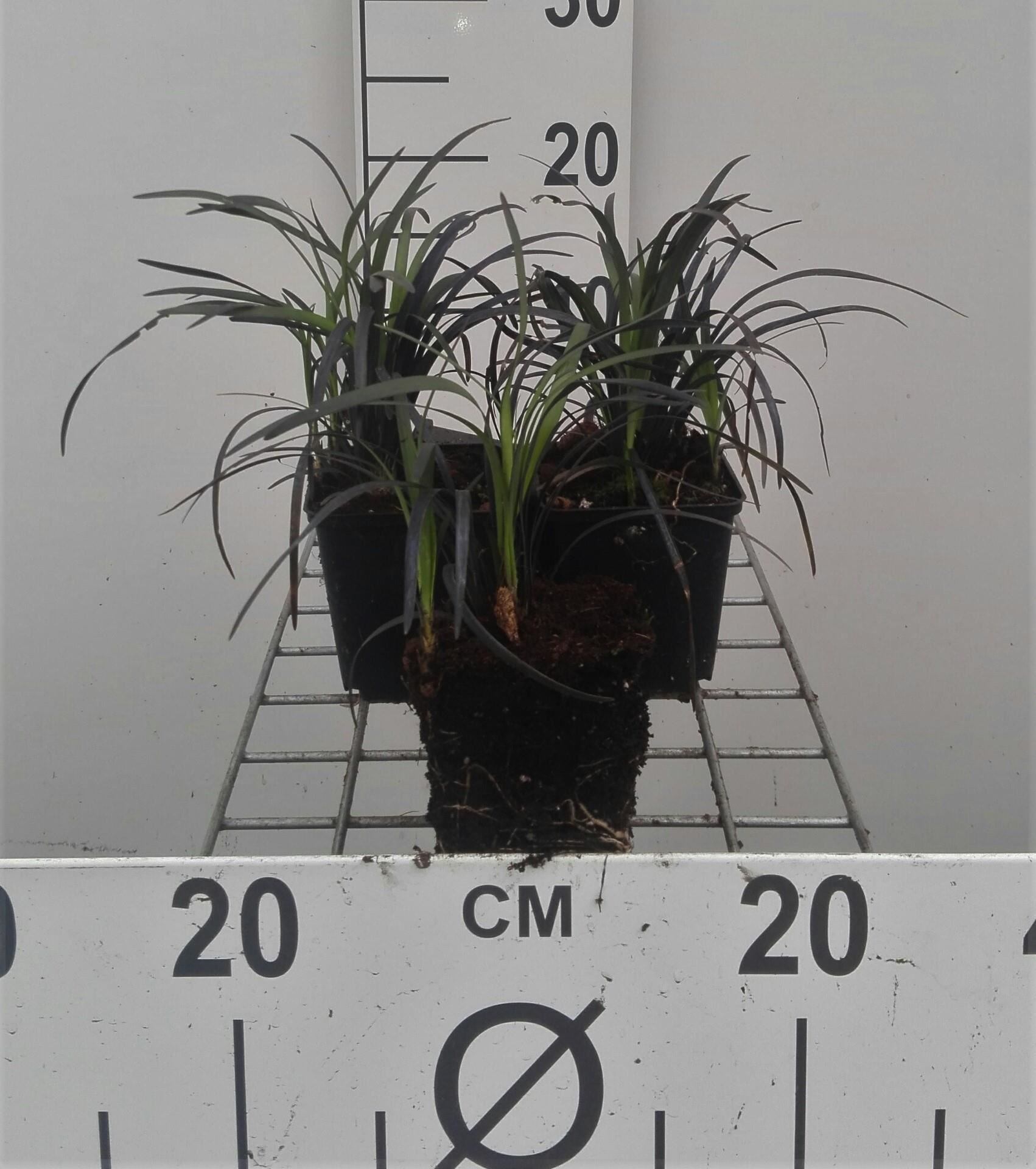 Ophiopogon planiscapus'Niger'- pot 9x9 cm afbeelding