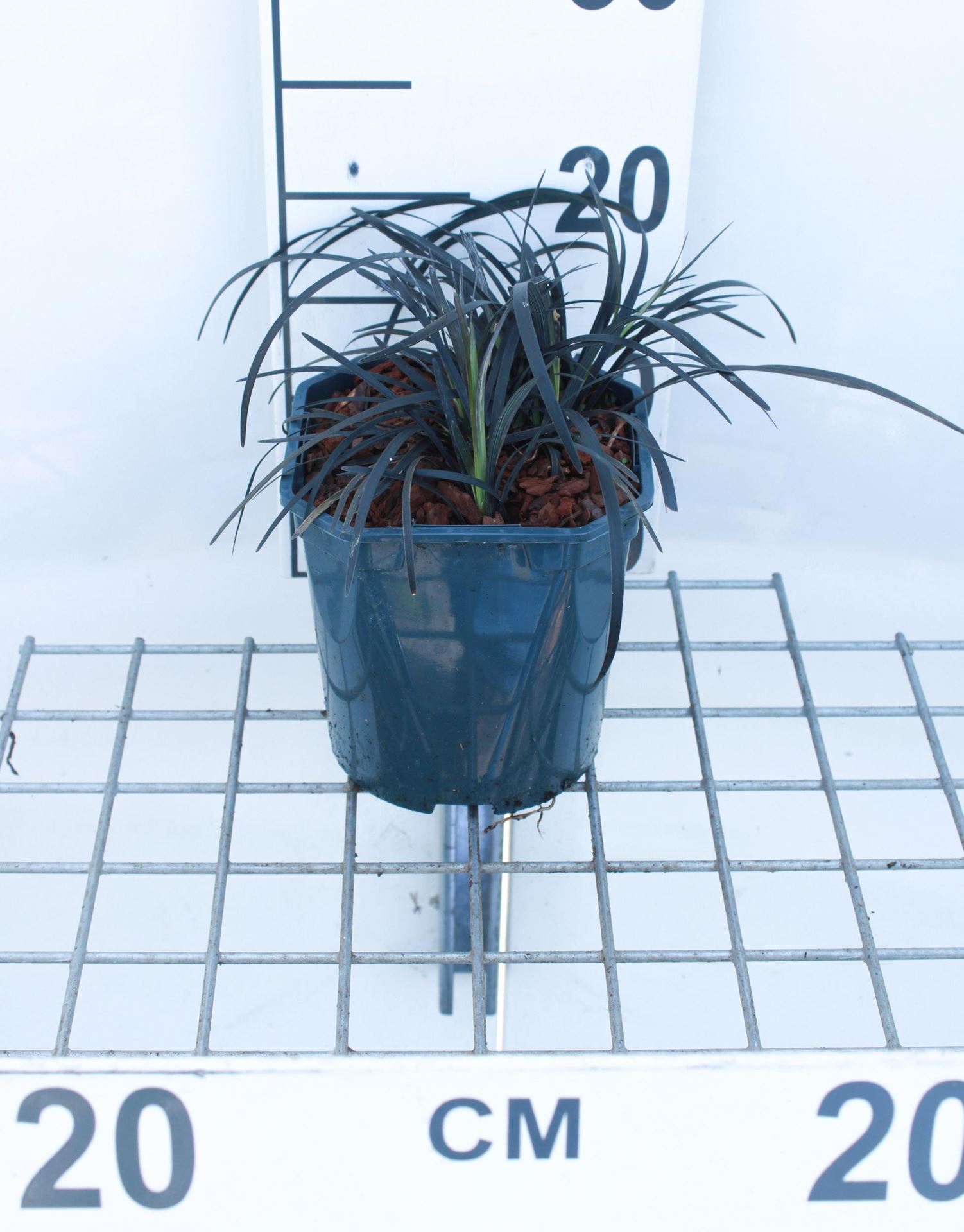Ophiopogon planiscapus'Niger'- pot 3L afbeelding