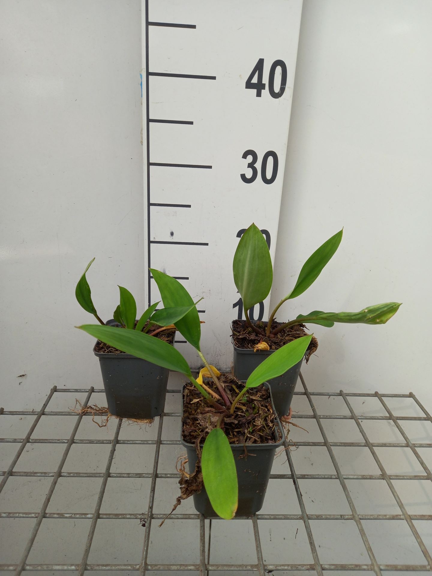 Orontium aquaticum - pot 9x9 cm afbeelding