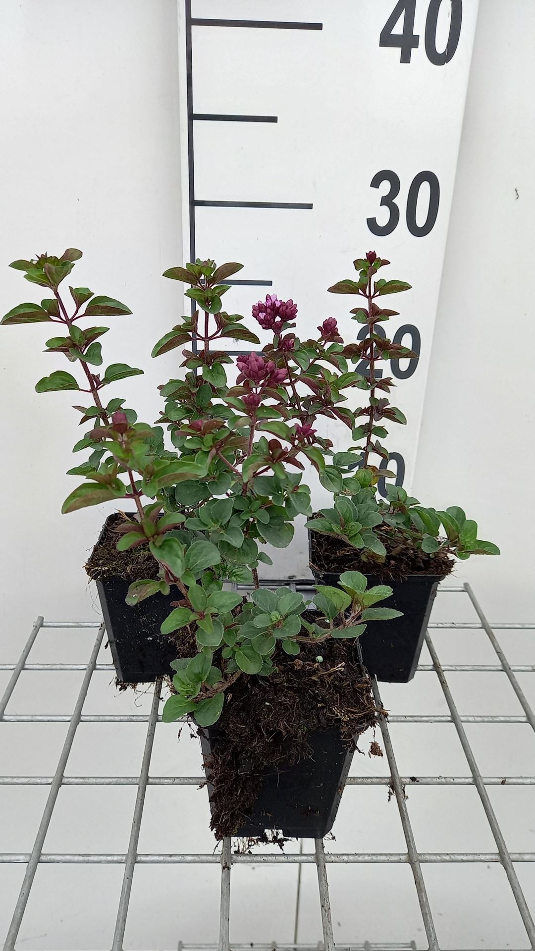 Origanum'Rosenkuppel'- pot 9x9 cm afbeelding