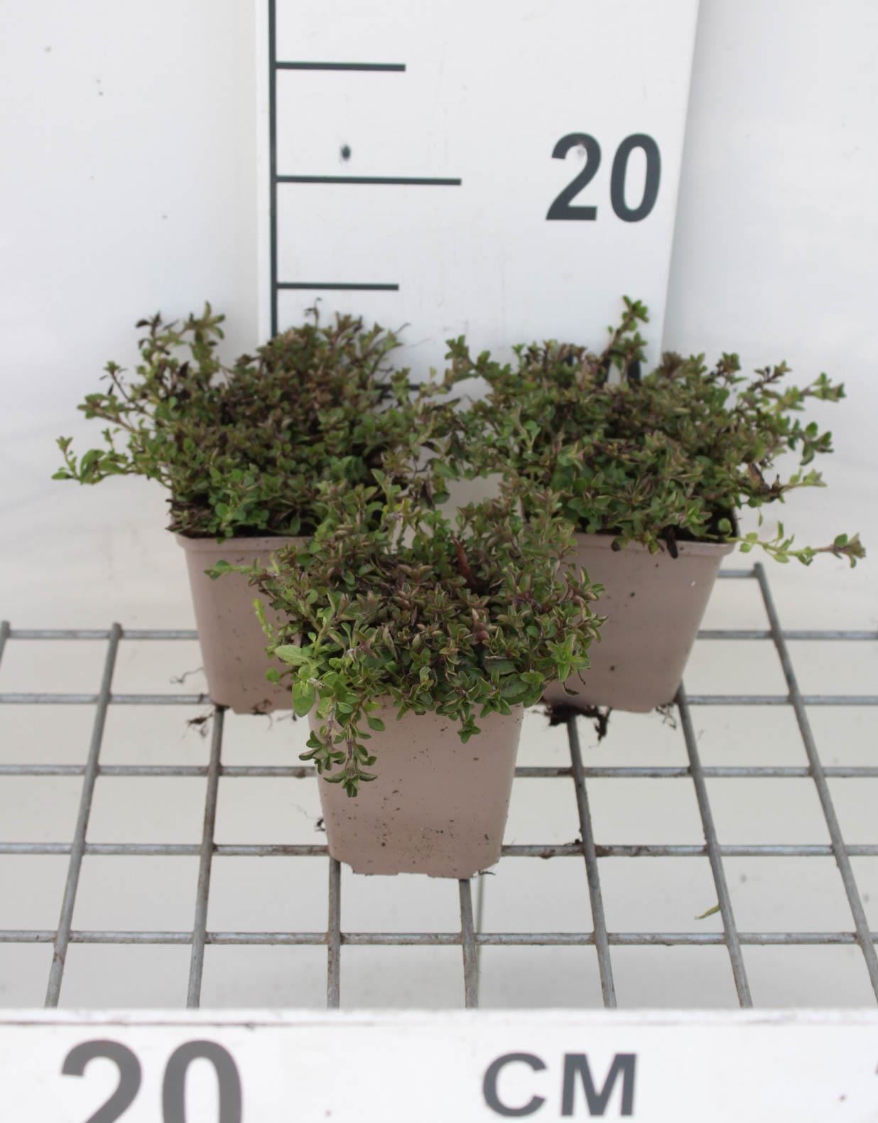 Compacte oregano, wilde marjolein, palingkruid - pot 9x9 cm (Origanum vulgare'Compactum') - Marjolein'Compacte Marjolein' afbeelding