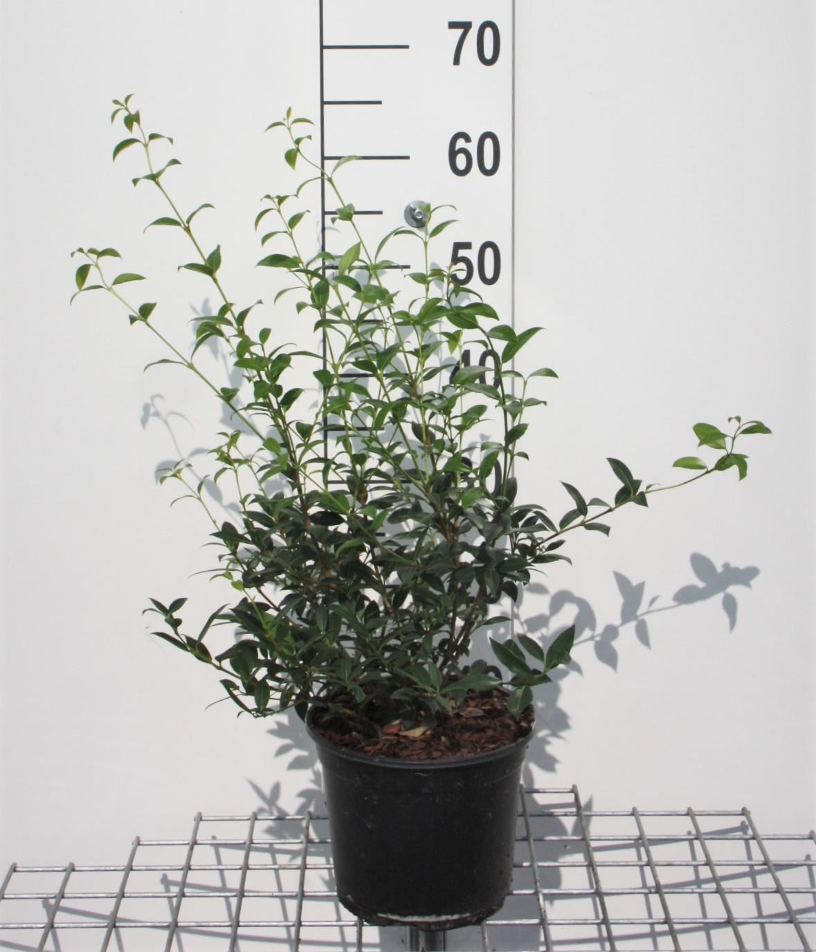 Osmanthus x burkwoodii - pot 3L - 40-60 cm - struik -