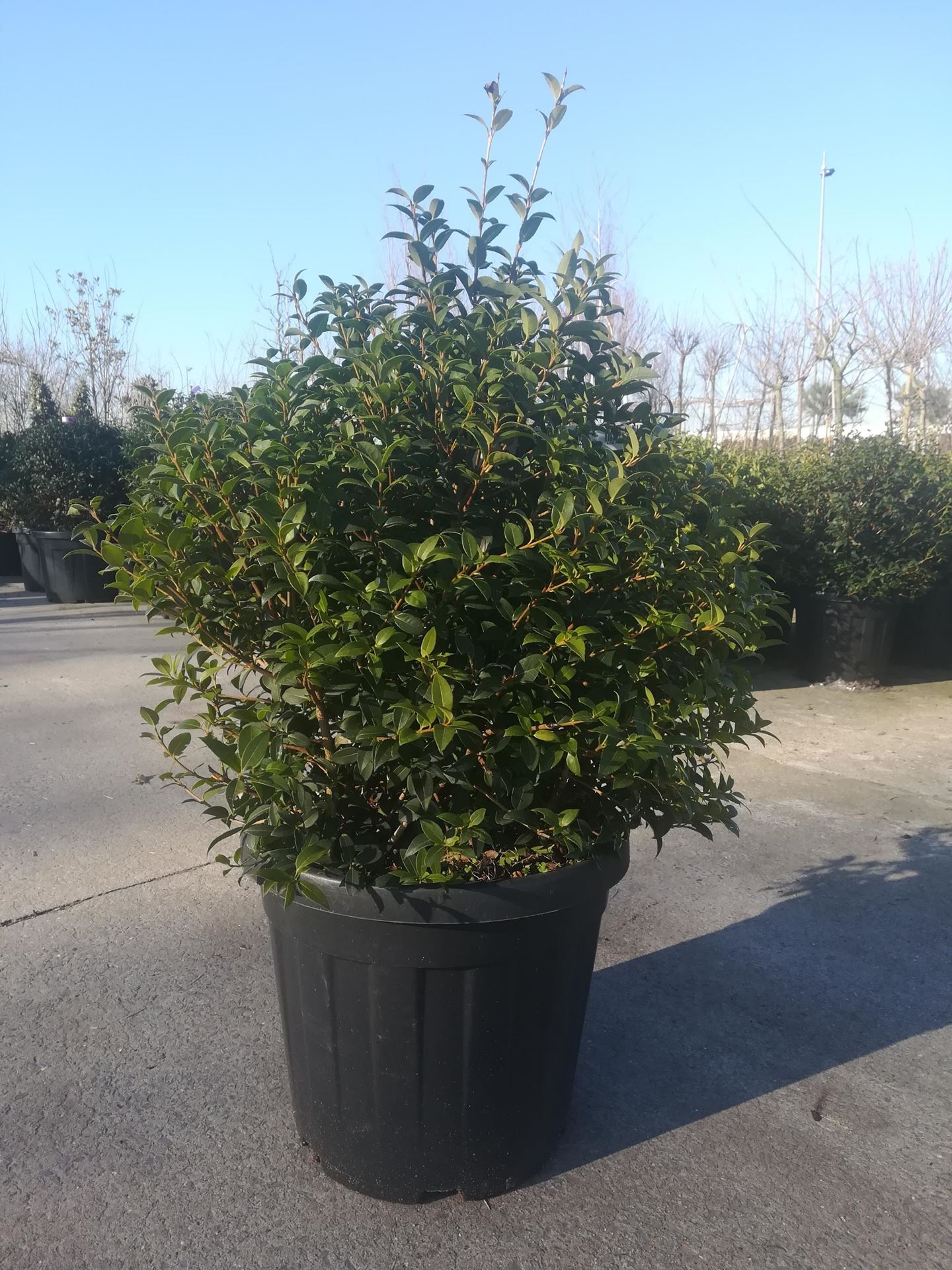 Osmanthus x burkwoodii - pot - bolvorm diameter 50+ cm afbeelding