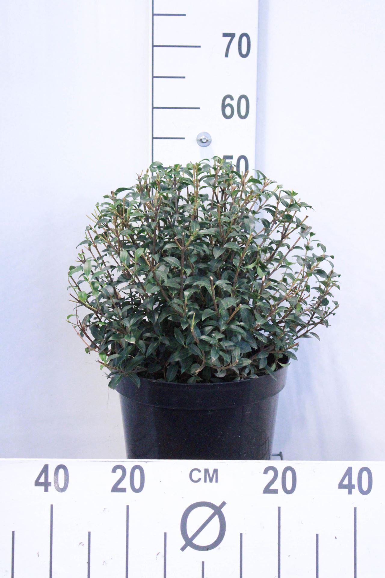 Osmanthus x burkwoodii - pot 10L - bolvorm diameter 40+ cm