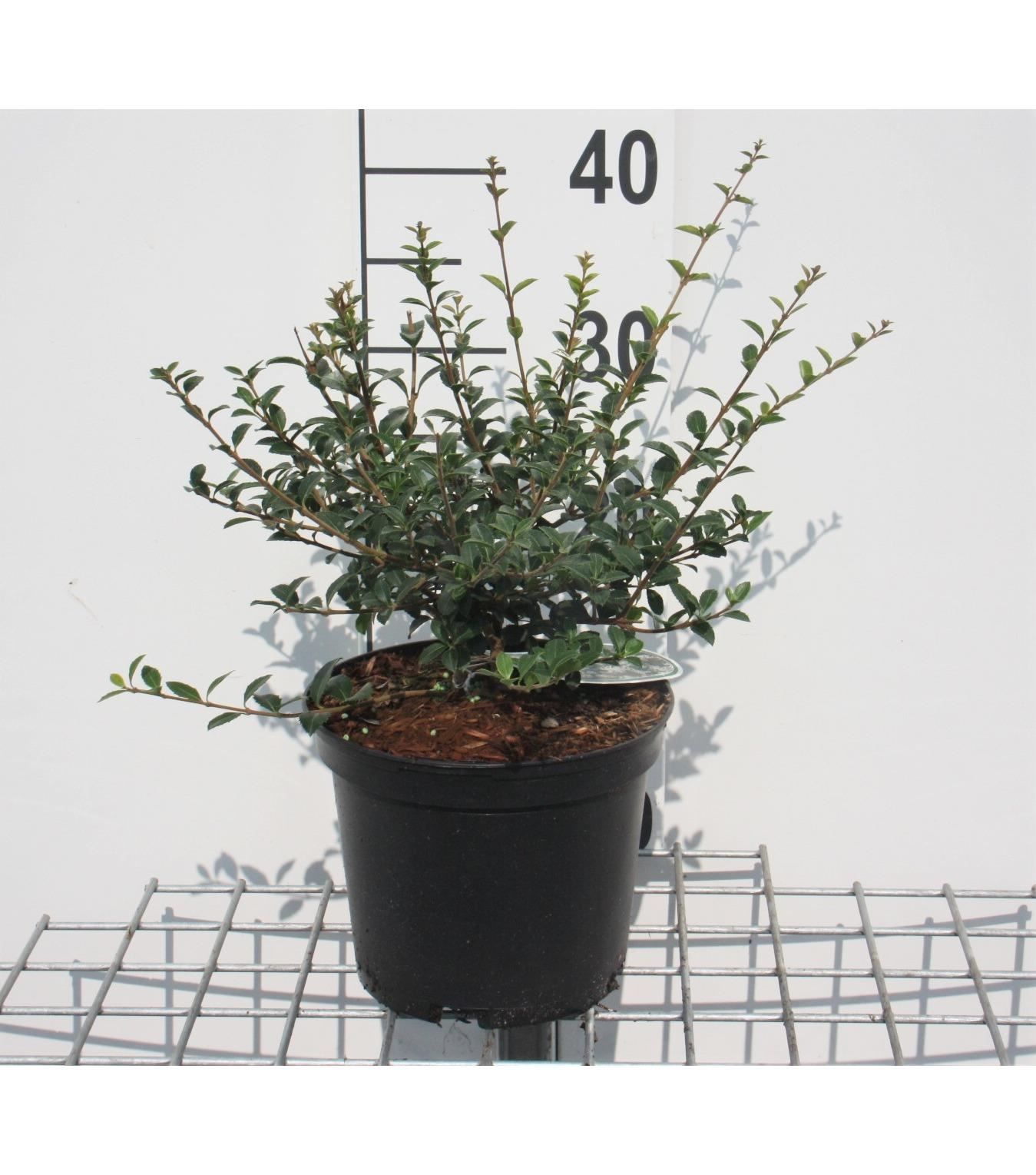 Osmanthus delavayi - pot - 30-40 cm - struik
