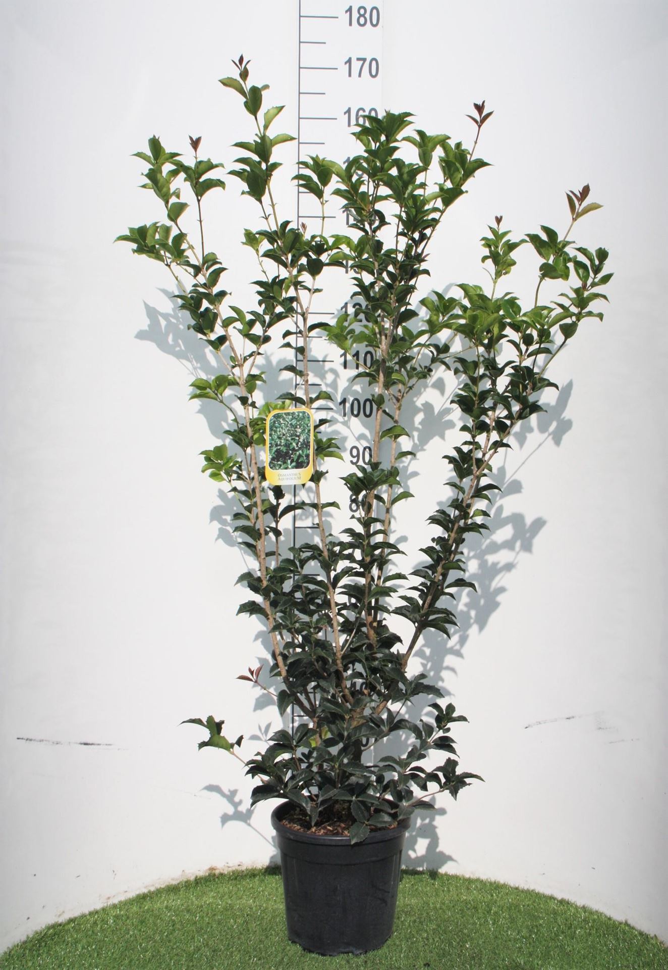 Osmanthus x fortunei - pot 10L - 80-100 cm - struik afbeelding