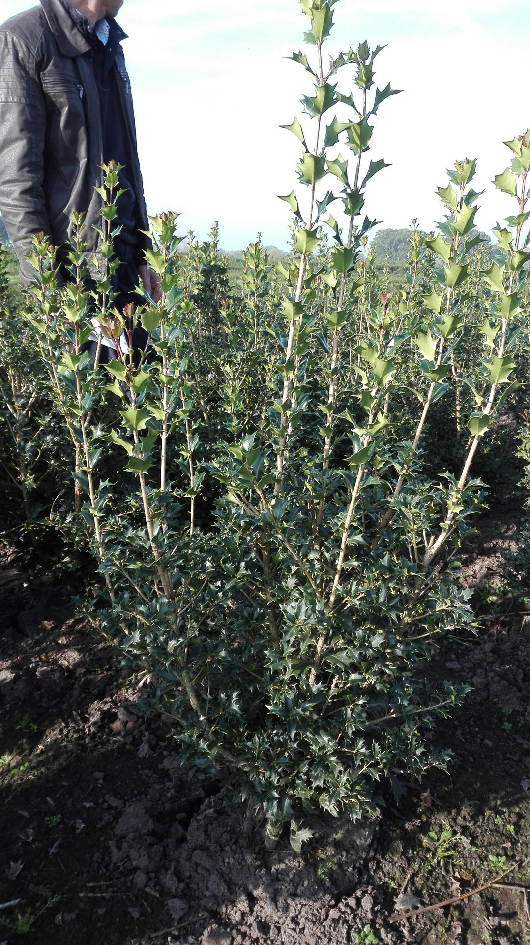 Osmanthus heterophyllus - aardekluit - 60-80 cm - struik afbeelding