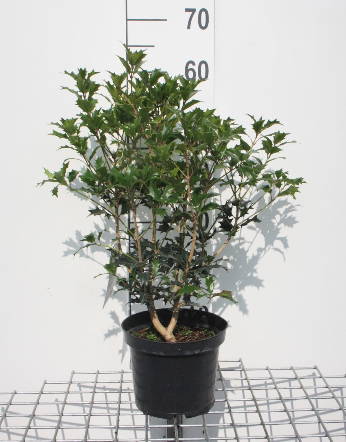 Osmanthus heterophyllus - pot - 40-60 cm - struik - Schijnhulst afbeelding