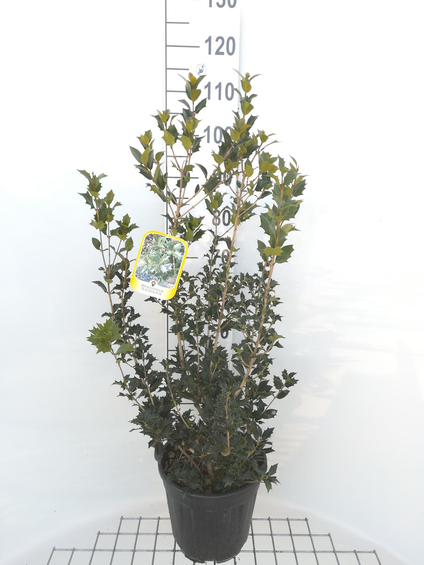 Osmanthus heterophyllus - pot 10L - 80-100 cm - struik afbeelding