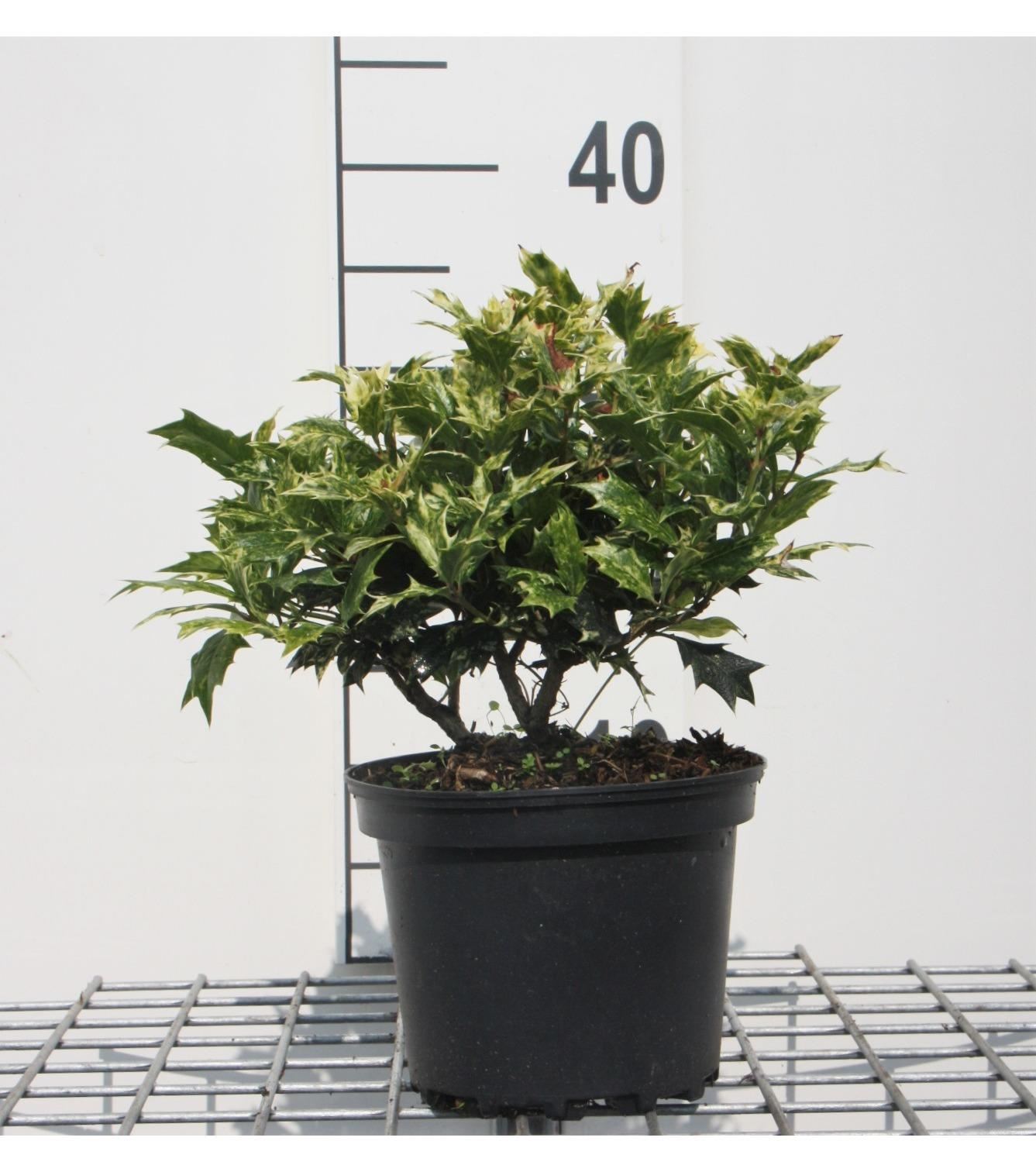 Osmanthus heterophyllus'Goshiki'- pot - 20-25 cm - struik afbeelding