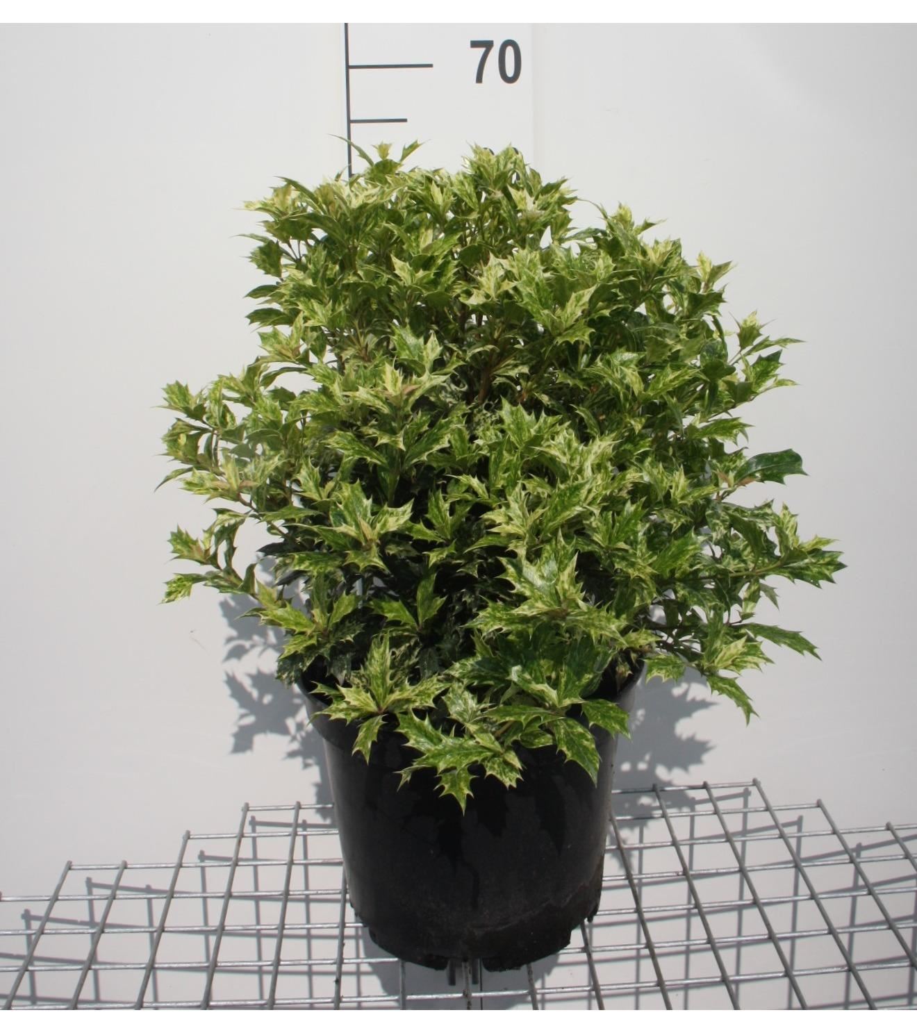 Osmanthus heterophyllus'Goshiki'- pot 10L - 40-50 cm - struik afbeelding