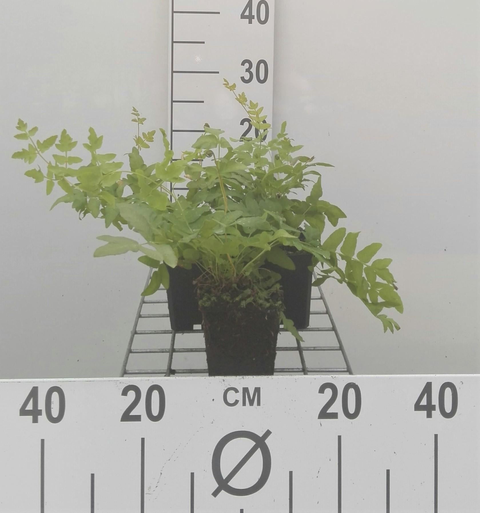 Osmunda regalis - pot 9x9 cm - Koningsvaren afbeelding