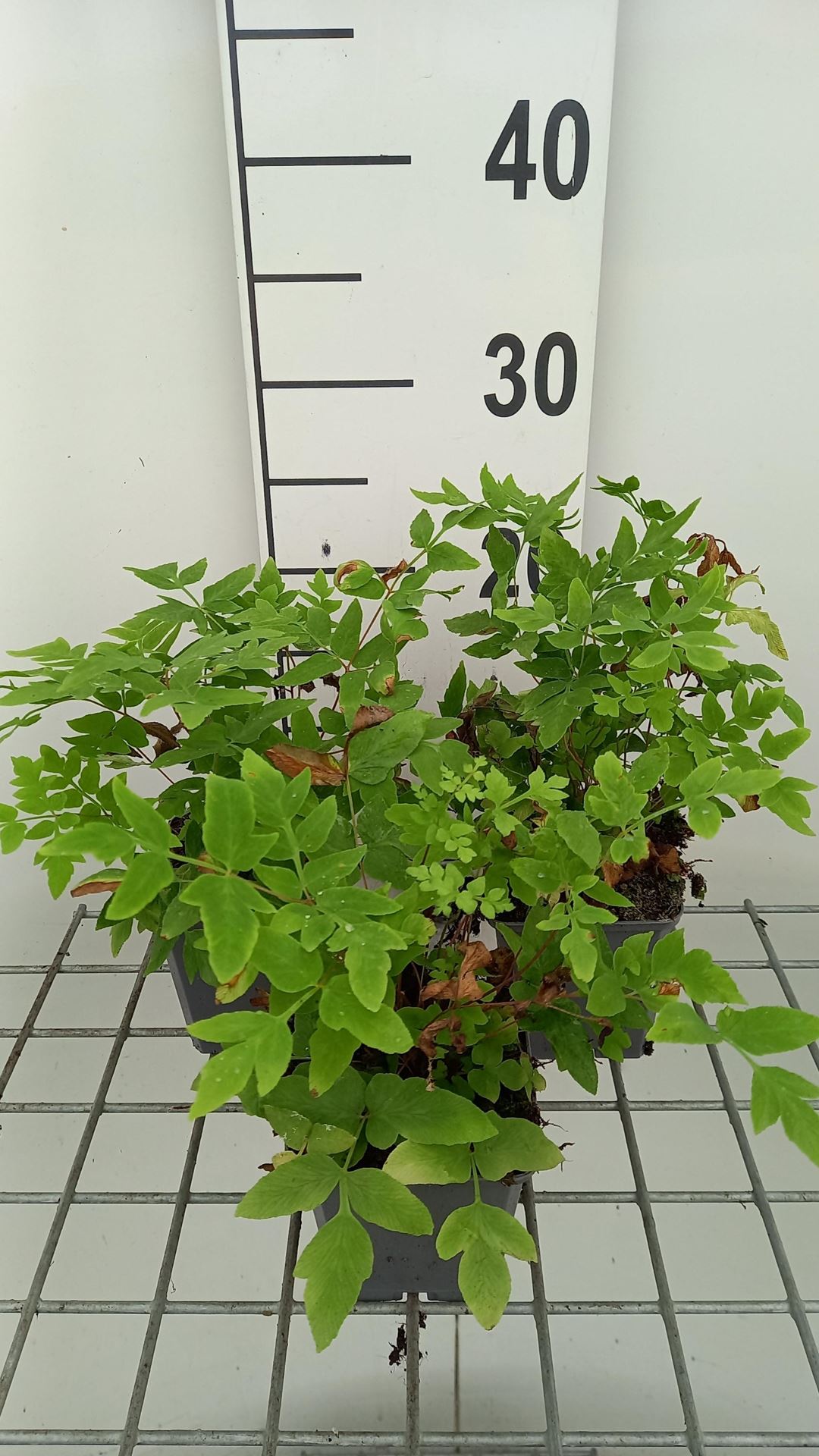 Osmunda regalis'Purpurascens'- pot 9x9 cm afbeelding