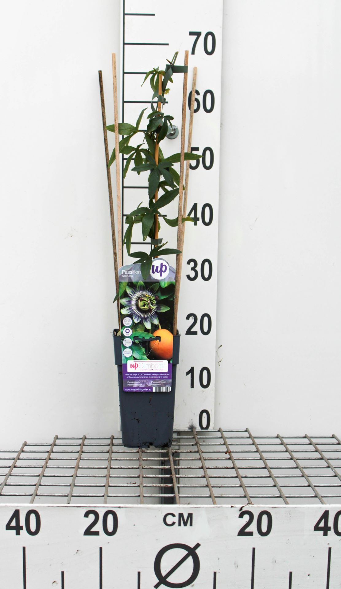 Passiflora caerulea - pot - 50-60 cm -