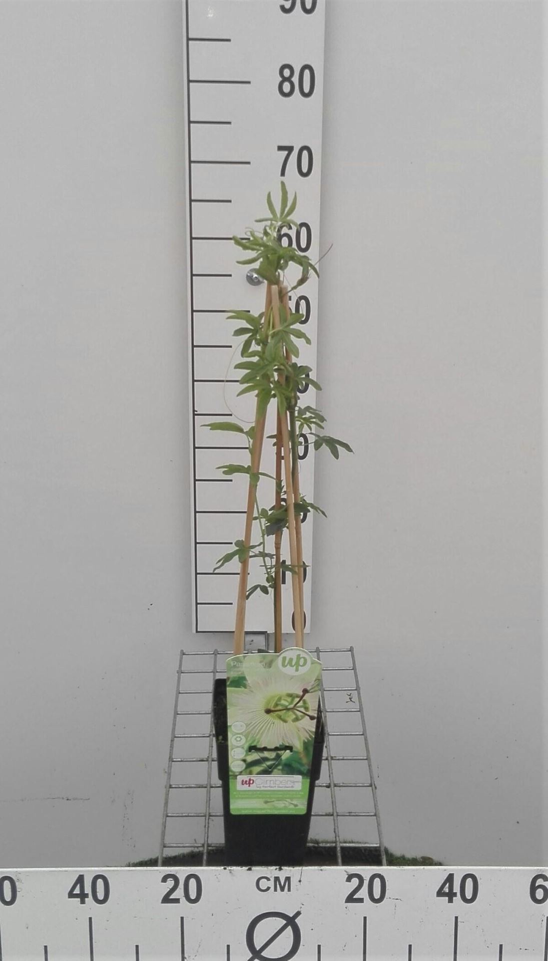 Passiflora caerulea 'Constance Elliott' - pot - 50-60 cm -