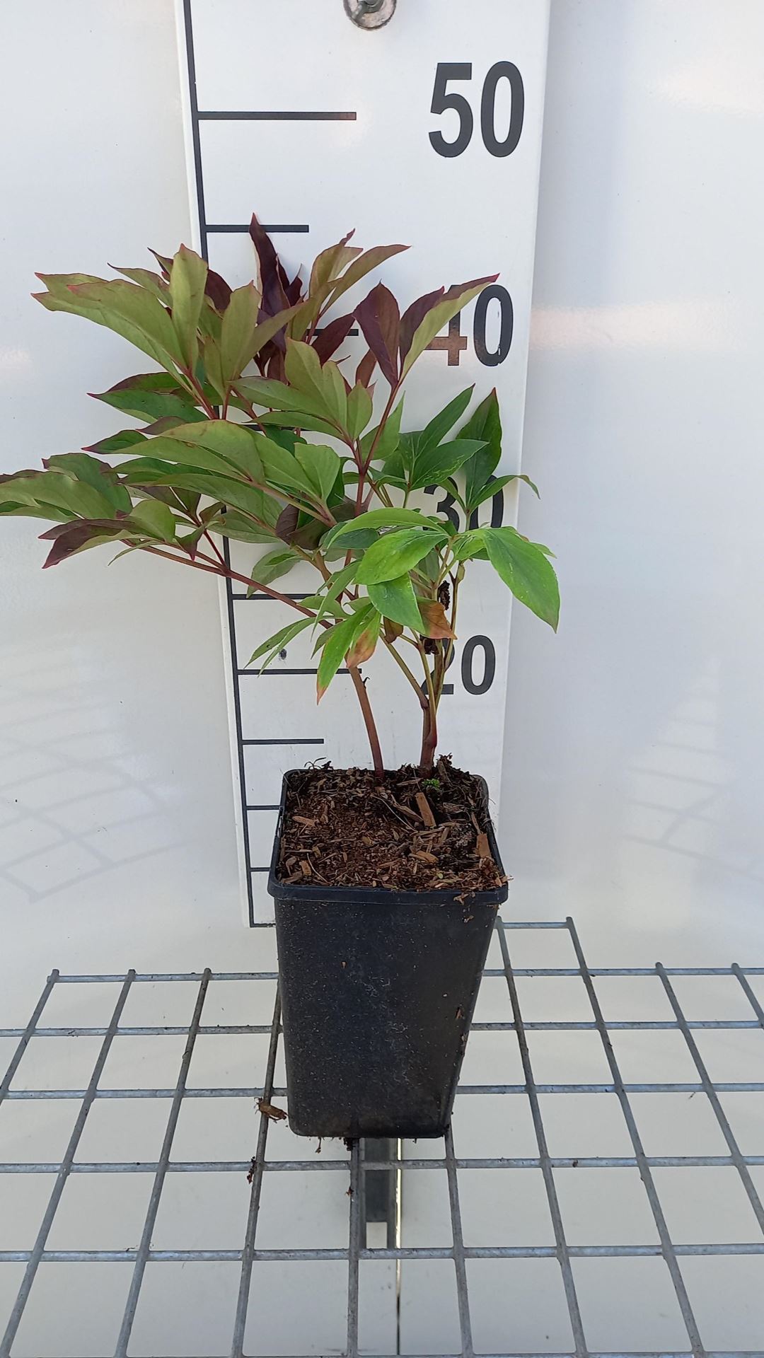 Paeonia'Karl Rosenfield'- pot 1L - Tuinpioen afbeelding