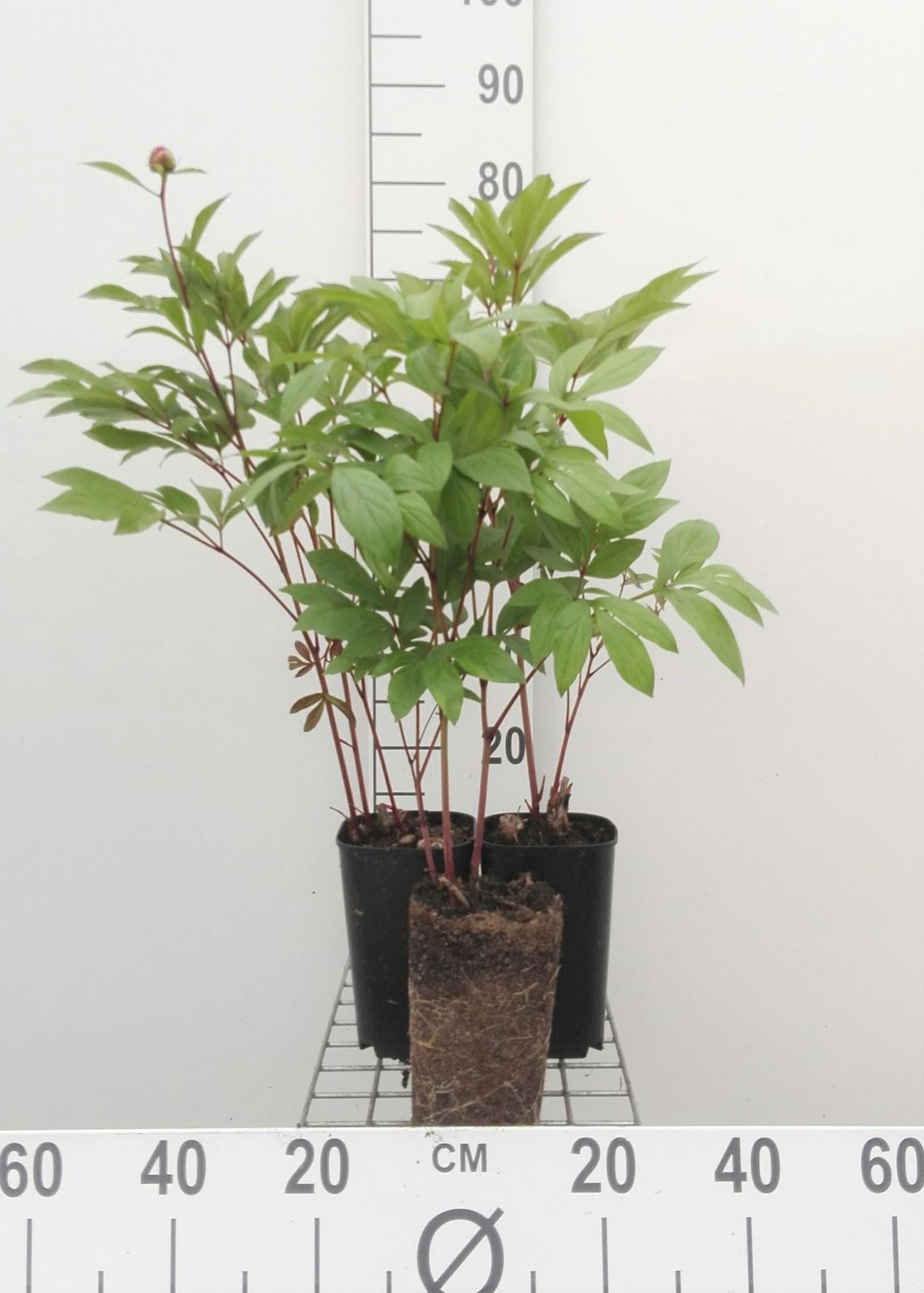Paeonia'Duchesse de Nemours'- pot 1L afbeelding