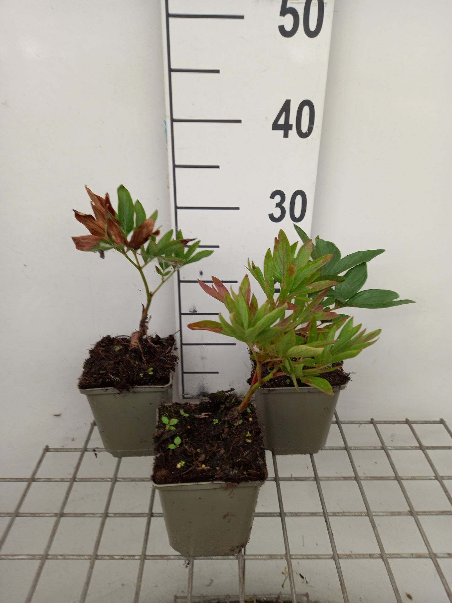 Paeonia officinalis 'Alba Plena' - pot 1L