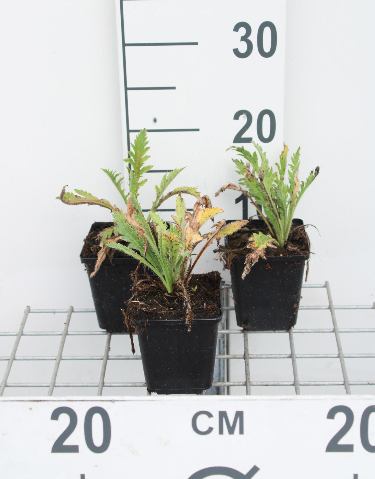 Papaver orientale 'Prinzessin Viktoria Luise' - pot 9x9 cm -