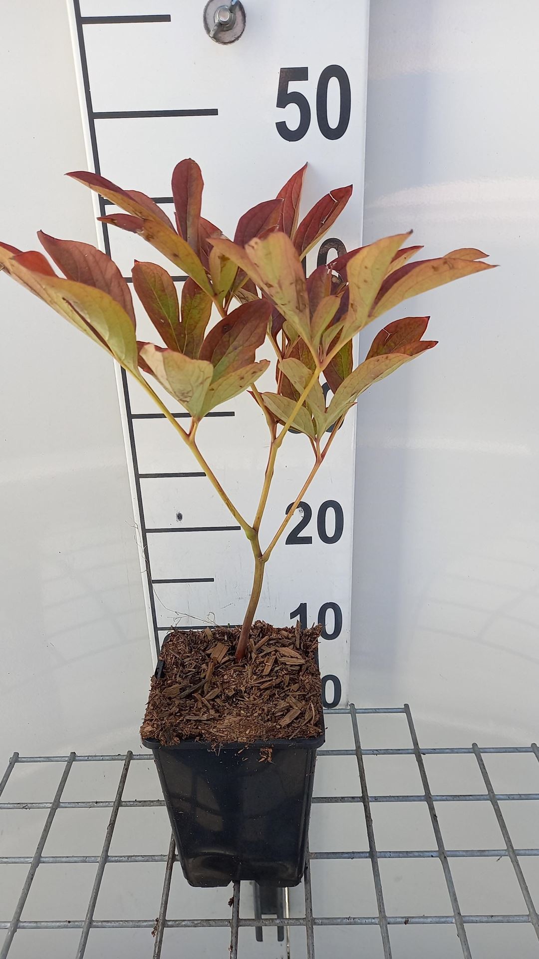 Paeonia'Sarah Bernhardt'- pot 1L afbeelding