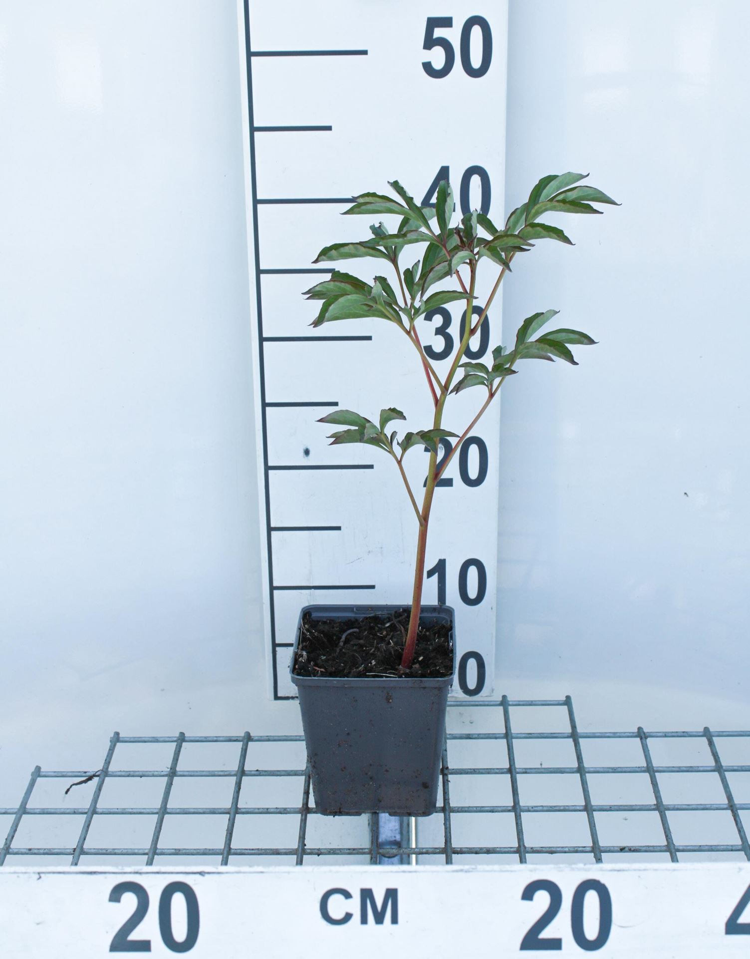 Paeonia'Shirley Temple'- pot 1L afbeelding