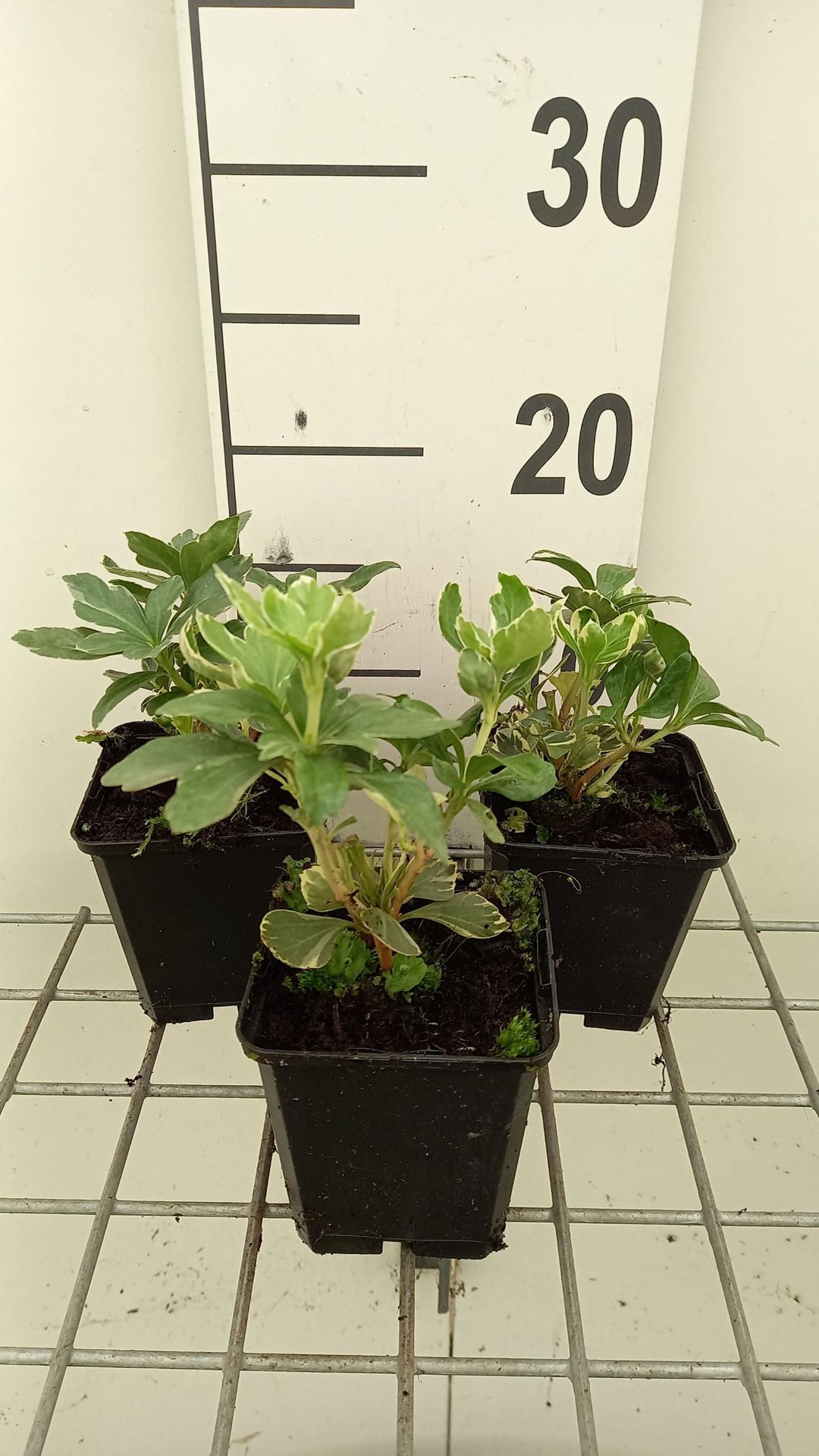 Pachysandra terminalis'Variegata'- pot 9x9 cm - Schaduwkruid afbeelding
