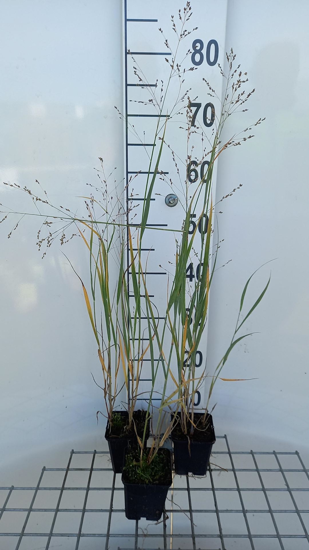 Panicum virgatum'Heavy Metal'- Vingergras - pot 9x9 cm afbeelding