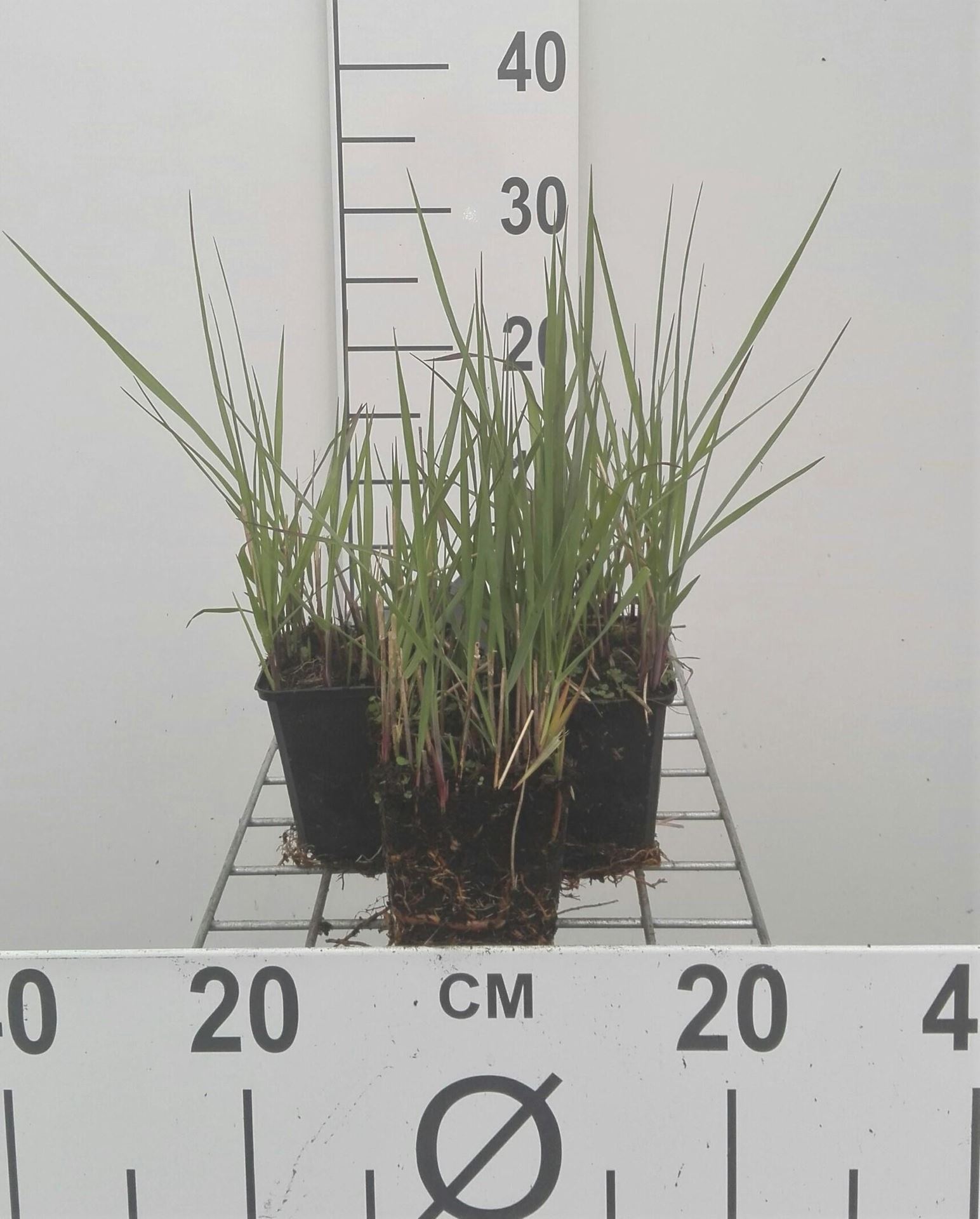 Panicum virgatum'Northwind'- pot 9x9 cm afbeelding