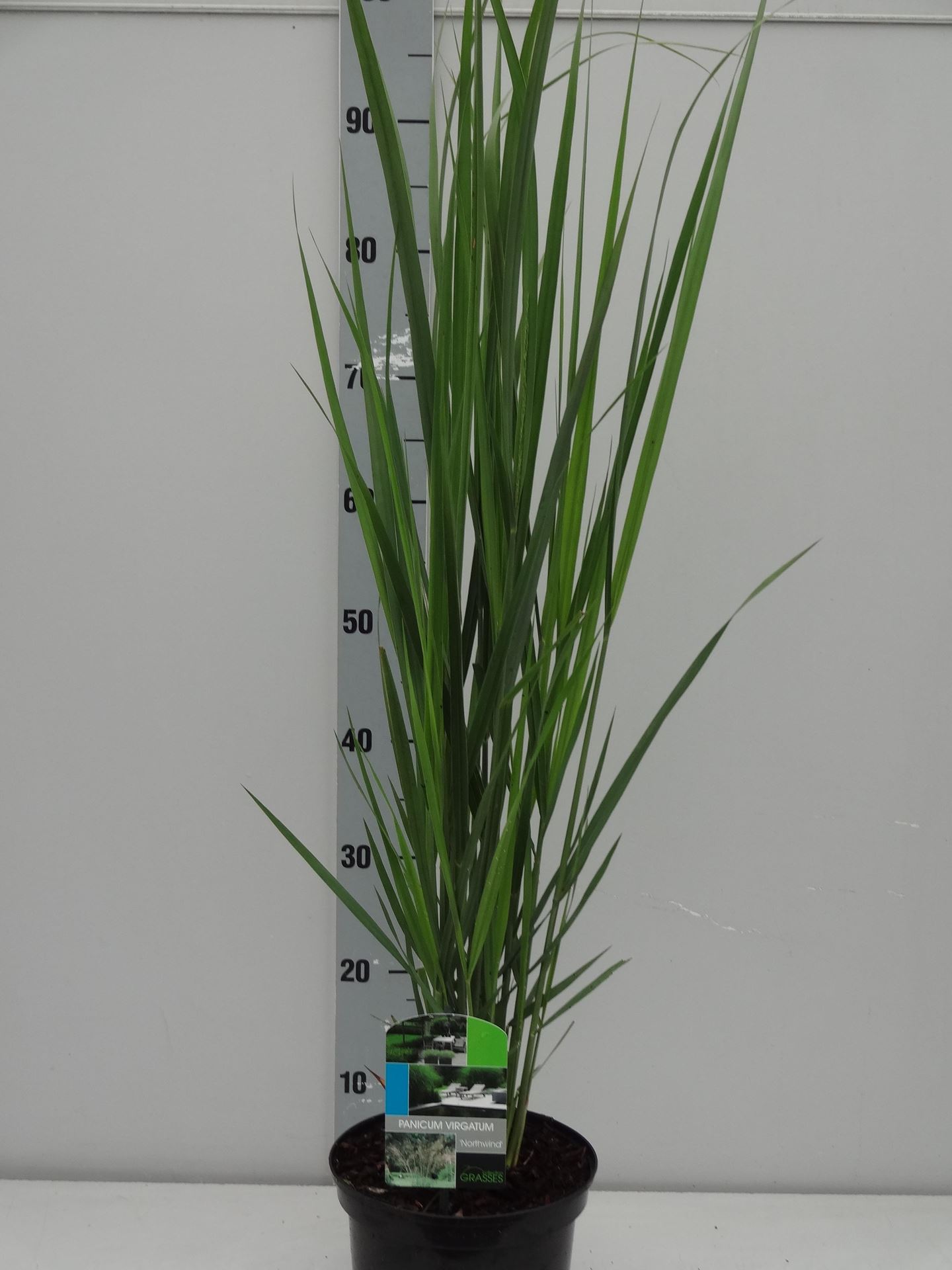 Panicum virgatum'Northwind'- pot 3L afbeelding