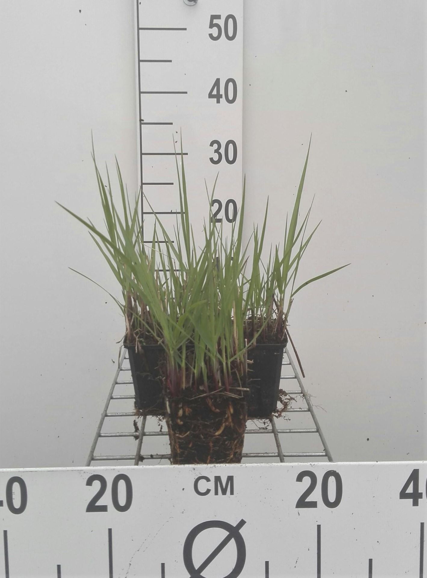 Panicum virgatum'Prairie Sky'- pot 9x9 cm afbeelding