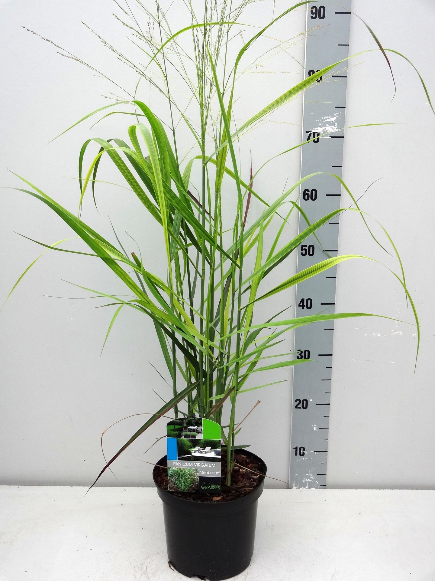 Panicum virgatum'Rehbraun'- pot 3L afbeelding