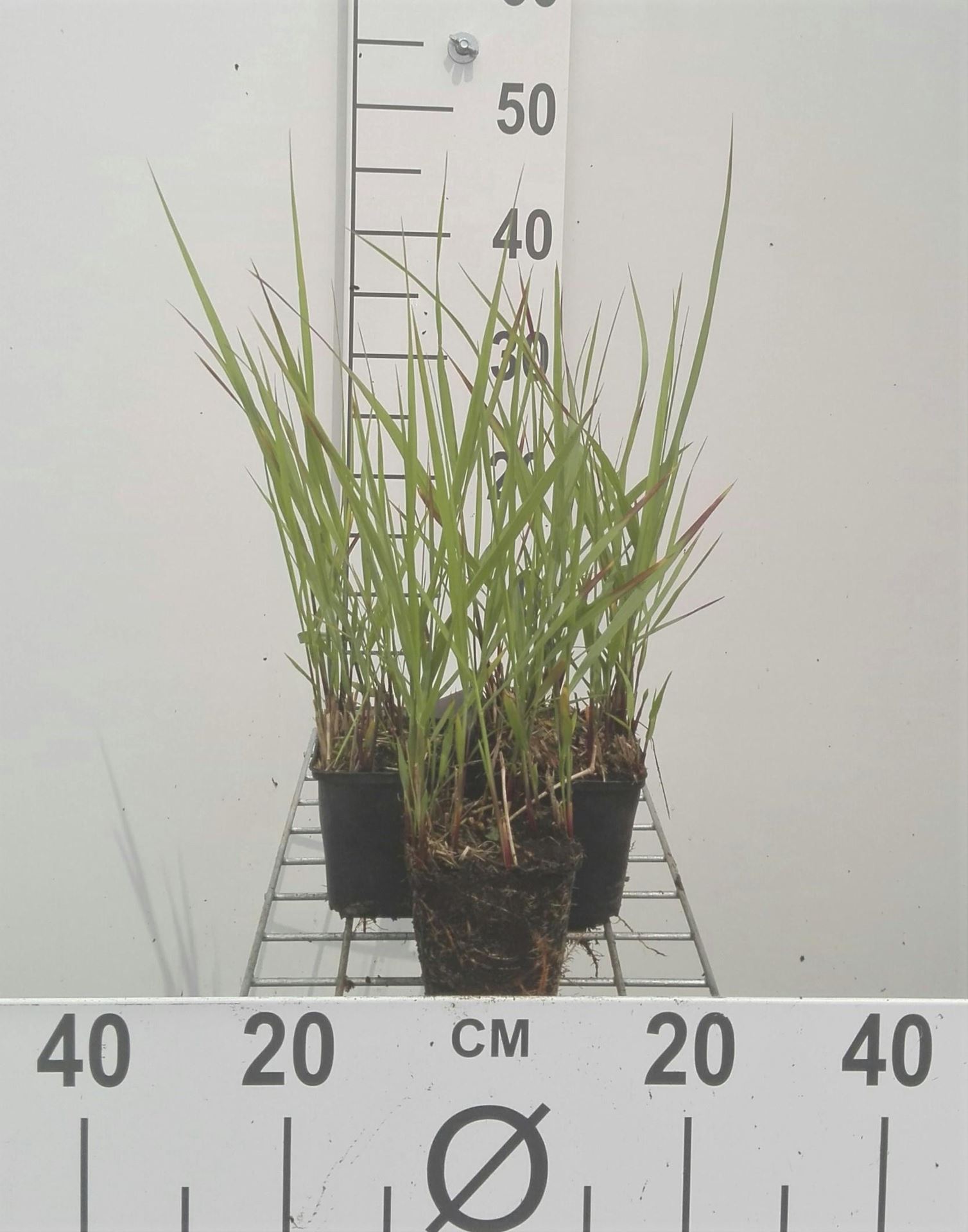 Panicum virgatum'Rotstrahlbusch'- pot 9x9 cm afbeelding