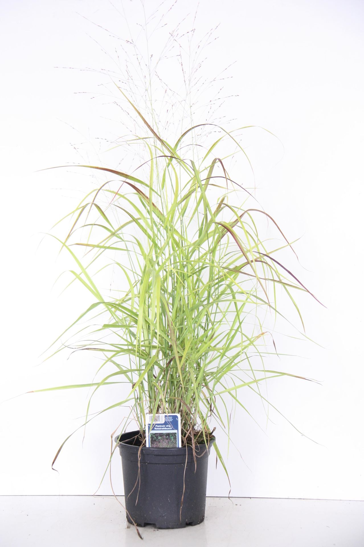 Panicum virgatum 'Rotstrahlbusch' - pot 3L