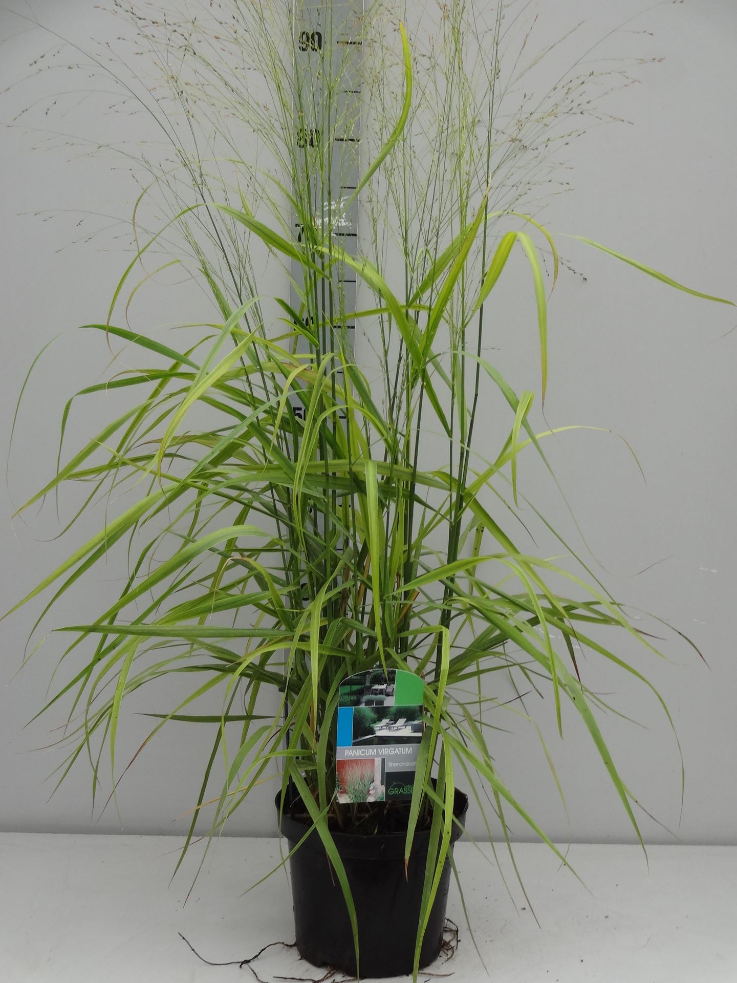Panicum virgatum'Shenandoah'- pot 3L afbeelding