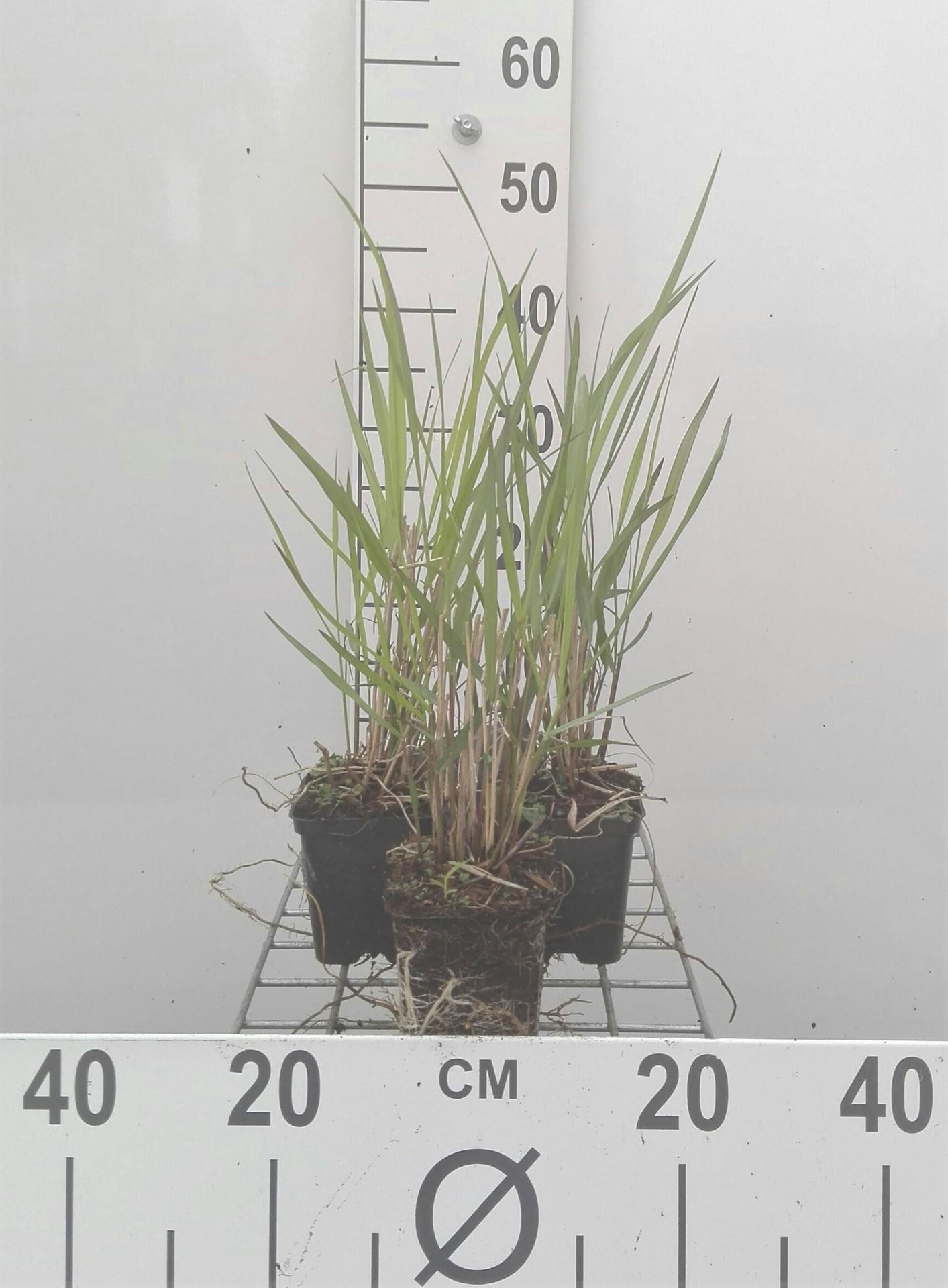 Panicum virgatum'Squaw'- pot 9x9 cm afbeelding